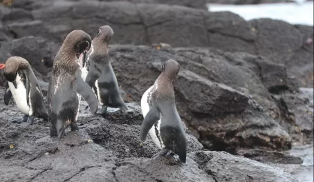 Galapagos penguins practicing their dance routine