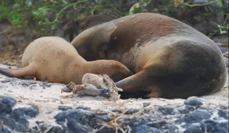 Mom nursing pup near volcanic rock