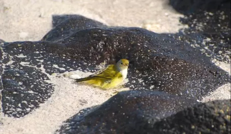 yellow warbler taking a bath near the volcanic rocks