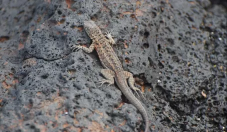 lava lizard, looking identical to the volcanic rock