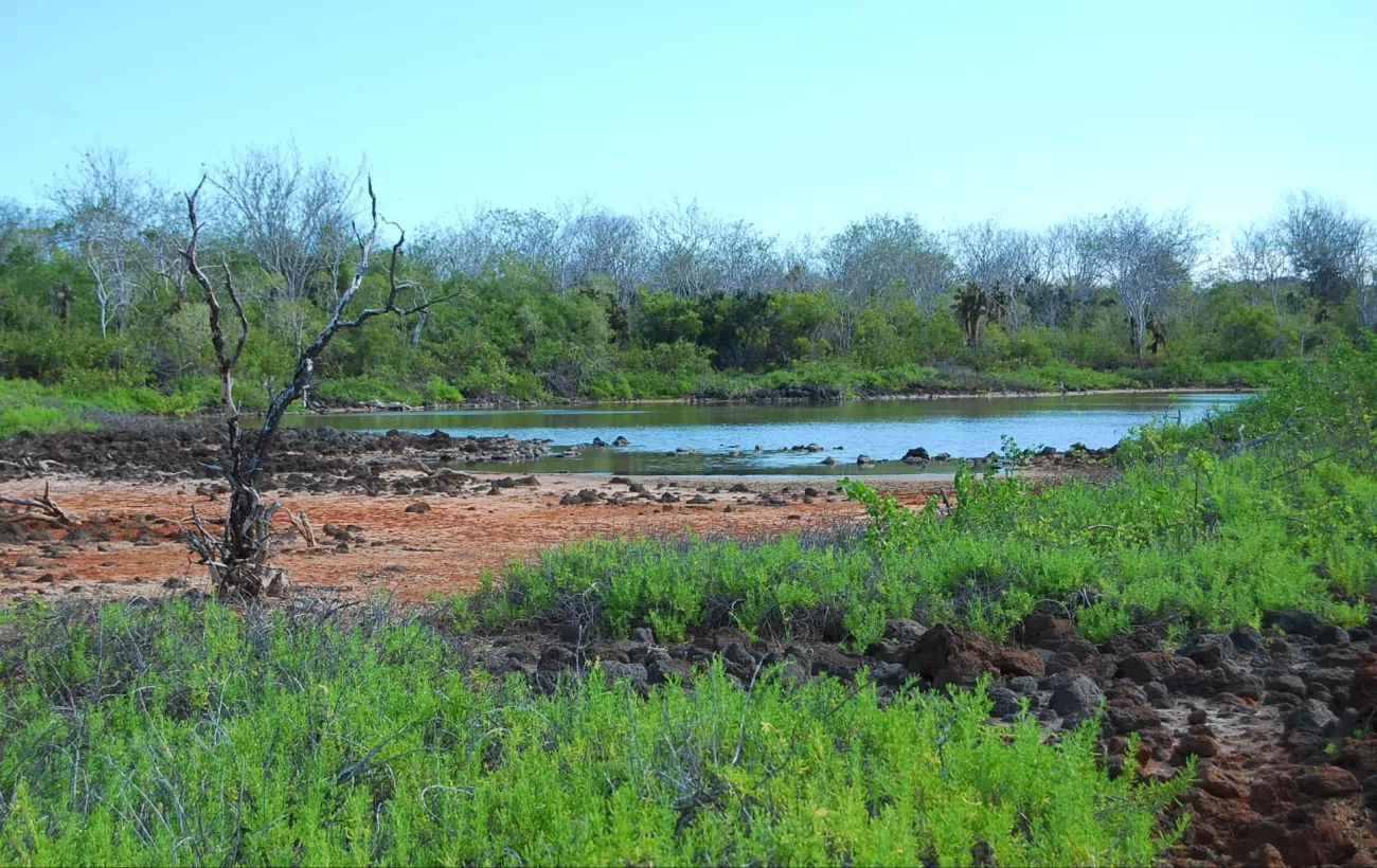 lagoon on Dragon Hill which gets more than the avg. rainfall