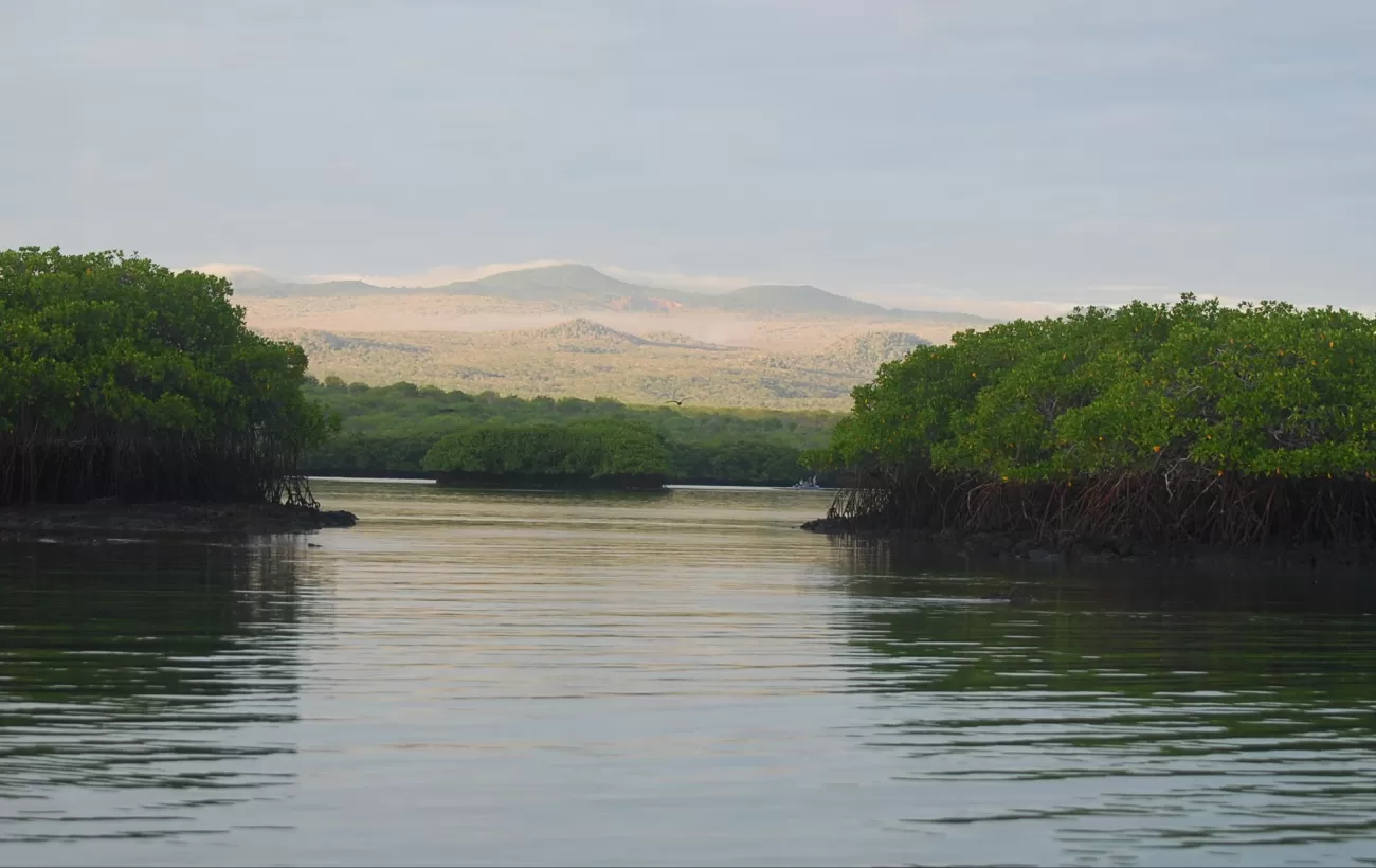 Black Turtle cove with mangroves