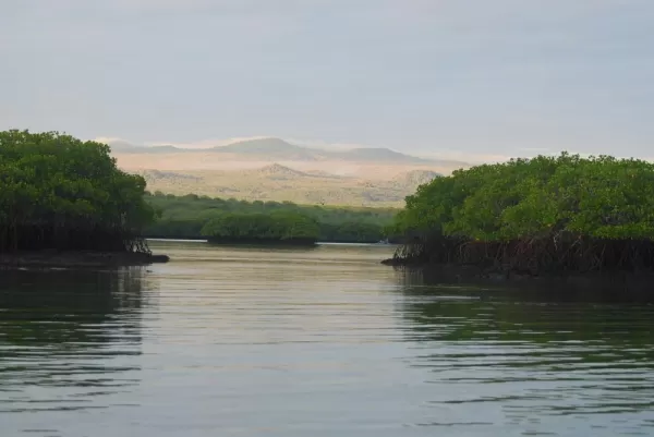 Black Turtle cove with mangroves