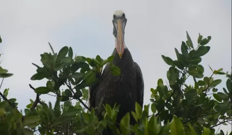 Getting a look from a pelican in the Galapagos
