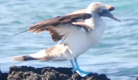 Blue-footed booby on Isabela Island