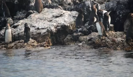 Penguins on Isabela Island, Galapagos