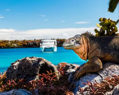 Lounging iguana on South Plaza Island, Galapagos