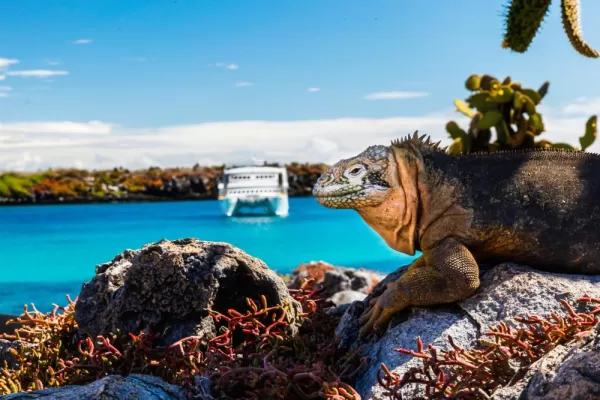 Lounging iguana on South Plaza Island, Galapagos