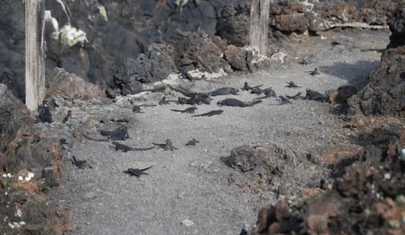 Sea Iguanas on Isabela Island, Galapagos