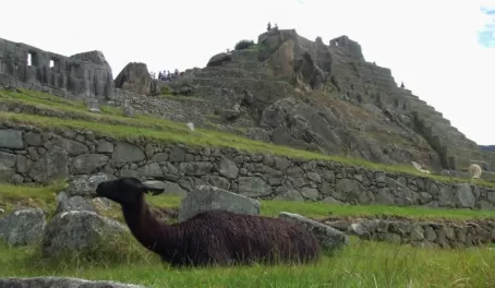 Llama in front of Intiwatana, Machu Picchu