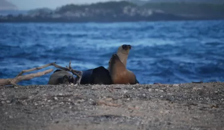 Sea lions snuggling on the beach of Isabela Island