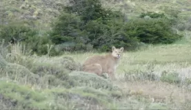 I spotted this Puma from the van...very lucky!