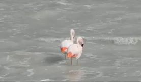 Flamingos in Amarga