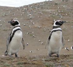 200,000 penguins...oh my!