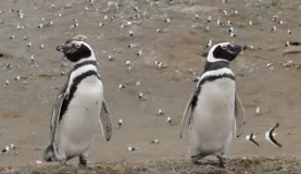 200,000 penguins...oh my!