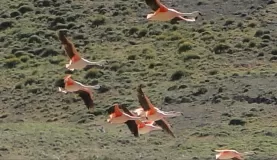 Flamingos in flight...never seen that before!