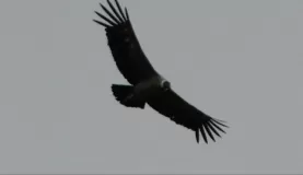 HUGE condor in flight!