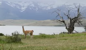 A guanaco poses for a picture in Torres del Paine National Park 