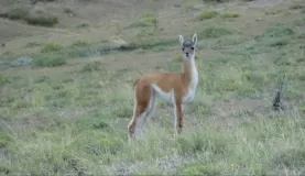 Hey, who are you?  Baby guanaco on our hike