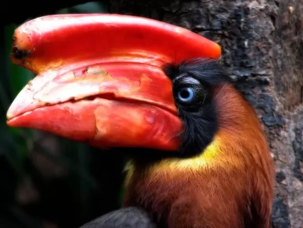 Look for Rufous Hornbill as we explore this pristine tropical island paradise