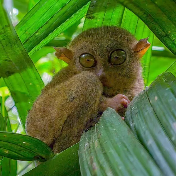 world’s smallest primate the saucer-eyed Tarsier at Bitung