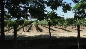 Vina Y Cruz Winery