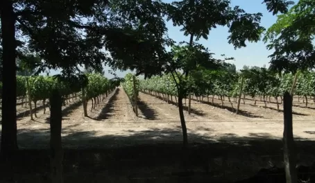 Vina Y Cruz Winery