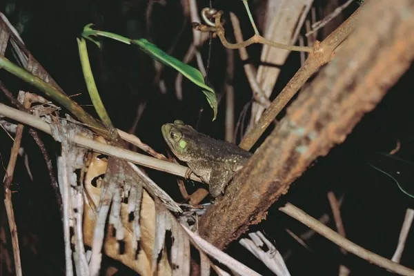 Frog spotted while touring the Bolivian Amazon