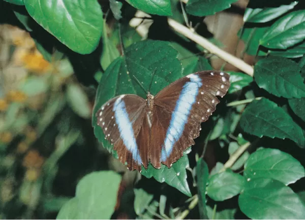 Butterfly in the Ecuadorian Amazon