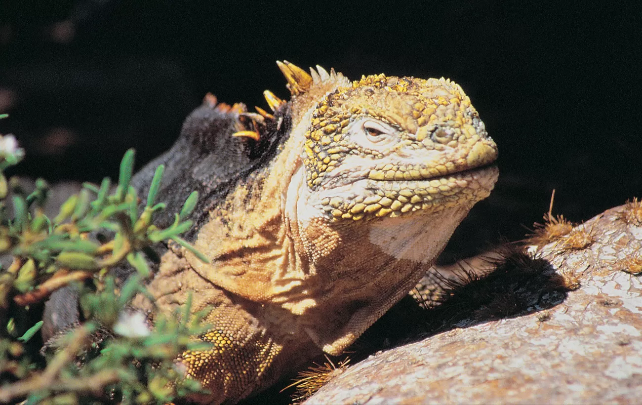 Iguana found during a Galapagos wildlife cruise