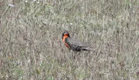 Not sure what kind of bird but, our guide was excited