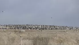 Wow - that was A LOT of birds