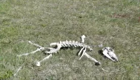 The circle of life - baby guanaco bones