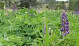 The size of the flowers in Patagonia were crazy big!