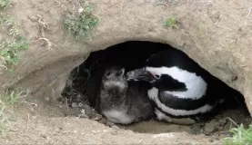 Mama & baby Penguin burrowed in the ground
