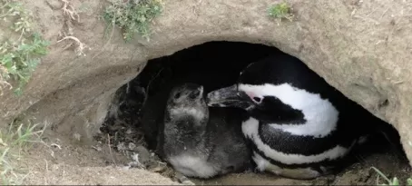 Mama & baby Penguin burrowed in the ground