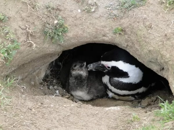 Mama & baby Penguin burrowed in the ground