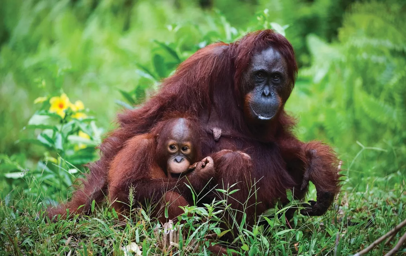 Orangutans in their natural habitat