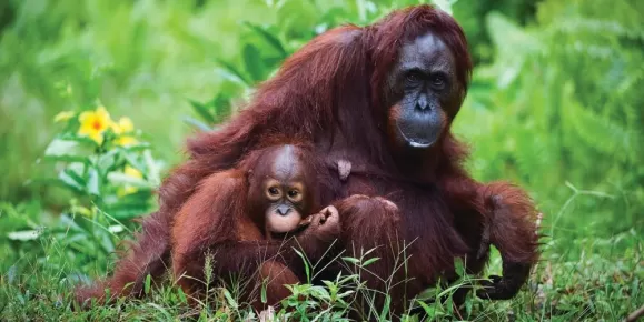 Orangutans in their natural habitat