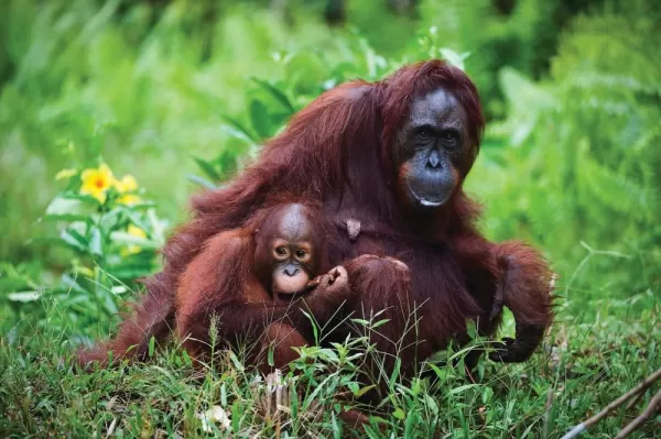 Orangutans in their natural habitat