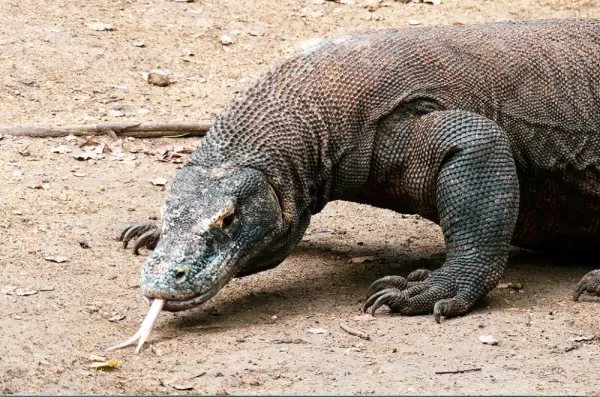 Take a walk with local rangers to spot the Komodo Dragon and visit a local village.