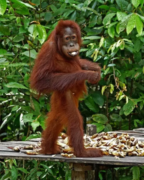 Orangutan in Borneo
