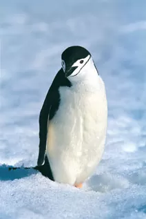 Sole Penguin looking for the group