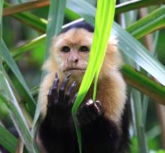 Capuchin monkey in the Costa Rican rainforest