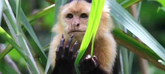 Capuchin monkey in the Costa Rican rainforest