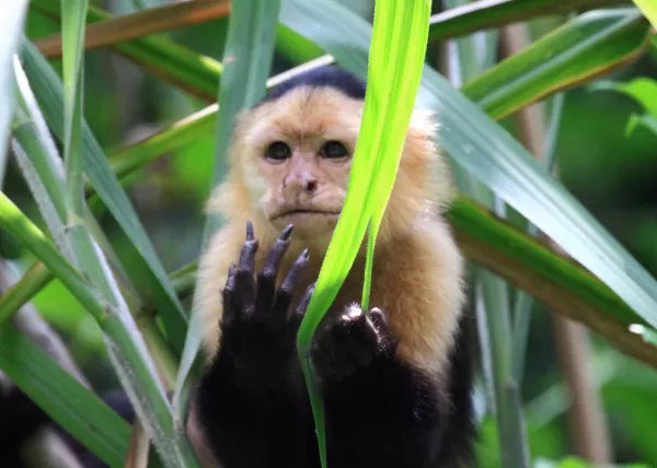 Capuchin monkey in the Costa Rican rainforest