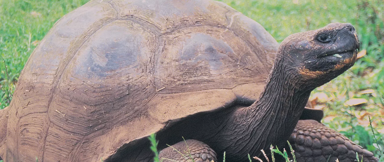 Galapagos tortoise on a wildlife tour in the Galapagos Islands