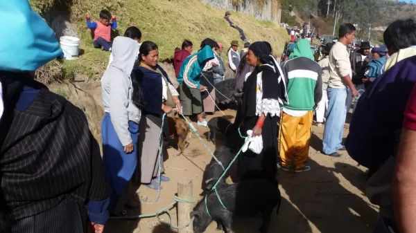 Bargain Hunting at the Otavalo Animal Market