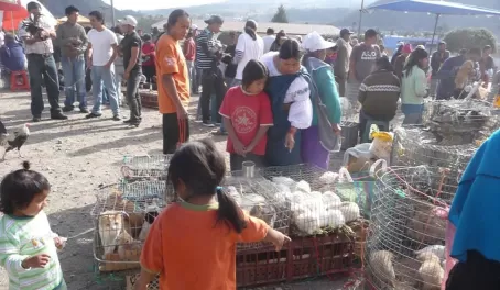 You name it, we got it - Otavalo Animal Market