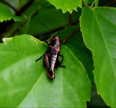 Bugs at Pacuare Reserve